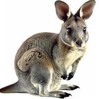 A kangaroo is sitting on a white background photo