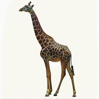 A giraffe standing on a white background photo