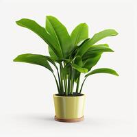 A plant in a yellow pot on a white background photo