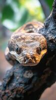 Python snake resting on tree branch in natural habitat photo