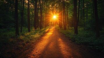 Sun shining through forest trees on path at sunset photo