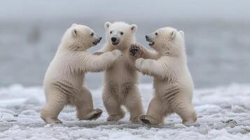Polar bear cubs playing in falling snow photo