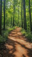 Sunlight illuminating hiking trail winding through forest photo