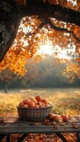 Wicker basket overflowing with apples under an autumn tree at sunset photo
