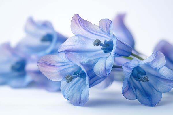 Delicate blue flowers lying on white background