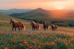 Herd of horses running through field at sunset photo