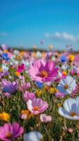 Beautiful cosmos flowers blooming in field under blue sky with clouds photo