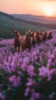Horses running through field of purple flowers at sunset photo