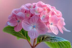 Serene Hydrangea Blossom with Delicate Pink Petals and Green Leaves for Floral Art and Decor photo