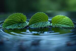Nature's Harmony Fresh Green Leaves with Dew on Rippling Water Surface for Tranquil Design photo