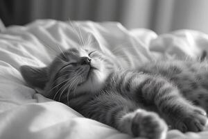 Adorable Sleeping Kitten on Soft Blanket for Comfort and Relaxation photo