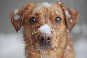 Adorable Dog with Snow-Covered Nose in Winter Scene for Pet Photography photo