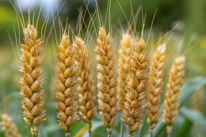 Golden Wheat Ears in Sunlit Field Agriculture and Harvest Abundance photo