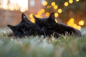 Cozy Black Cats Napping on Grass with Bokeh Lights in Background photo