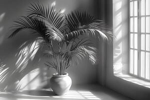 Serene Monochrome Palm Plant in Sunlit Room for Tranquil Interior Design photo