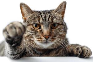 Playful Tabby Cat Pawing Forward on White Background - Ideal for Pet-Themed Designs photo