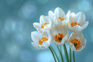 Elegant White Daffodils with Bokeh Background for Spring Decor and Greetings photo