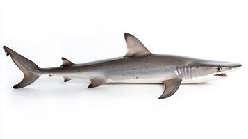 mackerel shark scientifically known as Lamna nasus showcases its sleek form with sharp features ideal for fast swimming in its ocean habitat. photo