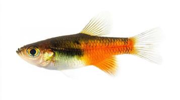 Platy fish gracefully swims displaying its vibrant colors and fin structure against a clean white backdrop highlighting its appeal as an aquarium favorite. photo