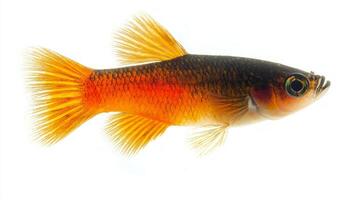 vibrant Platy fish displays its striking colors and features while swimming in a tranquil setting. The fish exhibits a lively movement against a plain white backdrop. photo