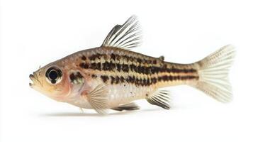 small Pygmy Corydoras displays its distinctive striped pattern and delicate fins while gliding through clear water highlighting its vibrant aquatic characteristics. photo