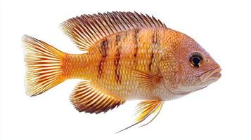 Red Terror Cichlid displays its striking orange and black striped patterns while swimming against a clean white backdrop highlighting its vibrant colors and distinctive features. photo