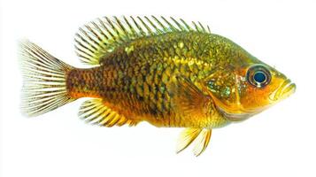 Redear Sunfish swims gracefully against a clean white backdrop highlighting its distinct colors and patterns. This freshwater fish is known for its unique features in aquatic habitats. photo