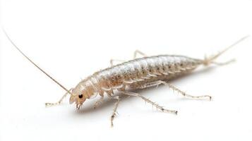 Silverfish a member of the Argentiniformes displays its slender elongated body and distinct antennae against a clean white backdrop highlighting its unique morphology. photo
