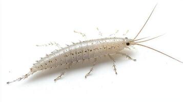 Silverfish a member of the Argentiniformes displays its slender elongated body and distinct antennae against a clean white backdrop highlighting its unique morphology. photo