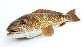 vibrant tilefish Lopholatilus chamaeleonticeps displays its intricate patterns and colors against a pristine white background emphasizing its distinctive appearance. photo