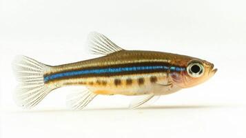 Zebra Danio is swimming elegantly and displaying its striking horizontal stripes against a clean white background highlighting its unique features and vibrant colors. photo