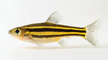 Zebra Danio swims elegantly displaying its unique yellow and black stripes against a clean white background. This fish is known for its active nature and adaptability. photo