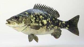 artwork features a Black Crappie showcasing its distinct coloration and features against a stark white background highlighting the fishs unique characteristics. photo