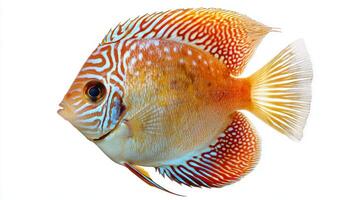 discus fish displays stunning colors and unique patterns perfectly positioned against a white backdrop highlighting its beauty and natural grace for aquarium enthusiasts. photo