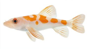 Escolar known for its distinct orange and white patterns displays its sleek body on a bright white surface highlighting its natural beauty and unique traits. photo