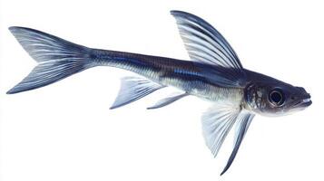 remarkable flying fish showcases its impressive wing like fins and streamlined body while appearing to leap out of the water. The clean background highlights its delicate features. photo