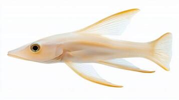 Ghost Knife Fish glides through clear waters showcasing its elegant elongated body and delicate fins emphasizing its striking translucency and unique features. photo