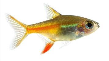 Glowlight Tetra glides effortlessly through clear water displaying its striking golden and silver hues while highlighting its delicate fins and eyes. photo