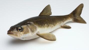 fresh haddock lies against a white background revealing its streamlined body prominent dorsal fins and the fine scales that characterize this popular fish species. photo