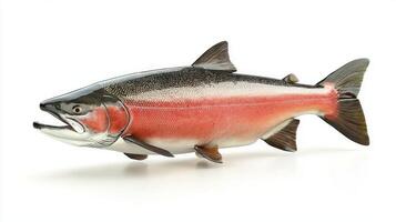 pink salmon displays vibrant hues of pink and silver highlighting its distinctive anatomy. The clean background emphasizes its natural beauty perfect for educational or culinary contexts. photo