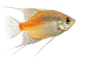Pearl Gourami glides effortlessly through the water displaying its delicate fins and beautiful coloration. Its shimmering scales catch the light creating a mesmerizing effect. photo
