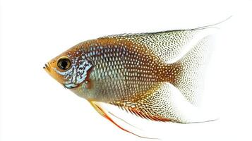 pearl gourami glides gracefully displaying its unique spotted patterns and delicate fins. This tropical fish thrives in freshwater environments captivating aquarium enthusiasts. photo