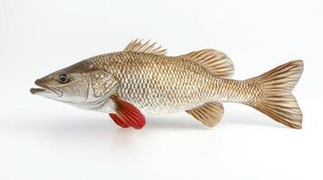 Red Drum known for its striking coloration and unique spots is displayed on a stark white background showcasing its natural beauty and intricate details. photo