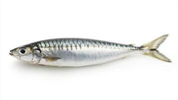 depiction highlights the Sardinellas distinct physical characteristics showcasing its sleek body and silver sheen against a clean white backdrop. photo
