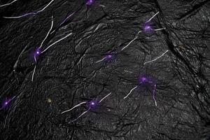 An abstract composition unfolds with tiny purple dots scattered randomly across a deep black canvas. Glowing lines connect them in a stunning constellation-like display, creating a celestial ambience. photo