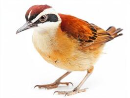 jacana navigates its environment with grace, its long legs and splayed toes expertly adapted for walking atop floating vegetation in search of food and safety. photo