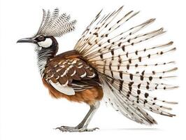 striking lyrebird stands proudly, displaying its long, elaborate tail feathers. The vibrant plumage is accentuated against a clean white background, emphasizing its intricate patterns. photo
