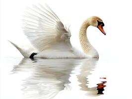 elegant mute swan glides effortlessly on the smooth water, wings raised slightly, creating a mesmerizing reflection while isolated against a bright, white background. photo