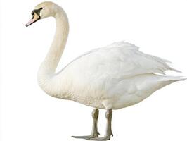 exquisite mute swan, with its long, curved neck and pristine feathers, stands proudly at the water's edge, epitomizing beauty and tranquility in nature. photo
