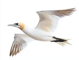 northern gannet glides effortlessly through the air, wings fully extended, displaying the beauty of its white body and contrasting black wingtips in a bright setting. photo